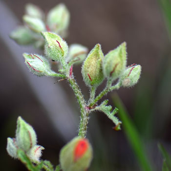 Sphaeralcea ambigua, Desert Globemallow Sphaeralcea ambigua, Desert Globemallow